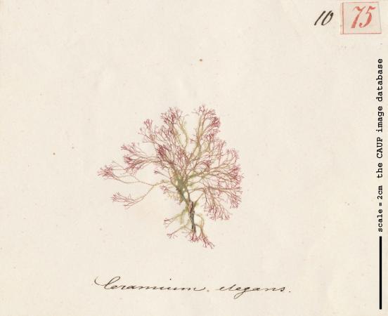 Ceramium diaphanum elegans_75.jpg